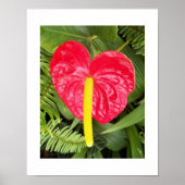 赤いラクレアフの花フローラ写真 ポスター (正面)