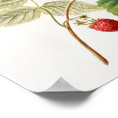 赤いラズベリー(Rubus Xinrectus)フルーツ絵画ズ ポスター (角)