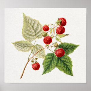 赤いラズベリー(Rubus Xinrectus)フルーツ絵画ズ ポスター
