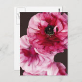 赤いラナンキュラス ポストカード (正面/裏面)