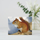 赤いリスが立ち往生したのまわりに ポストカード (スタンド正面)
