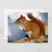 赤いリスが立ち往生したのまわりに ポストカード (正面/裏面)