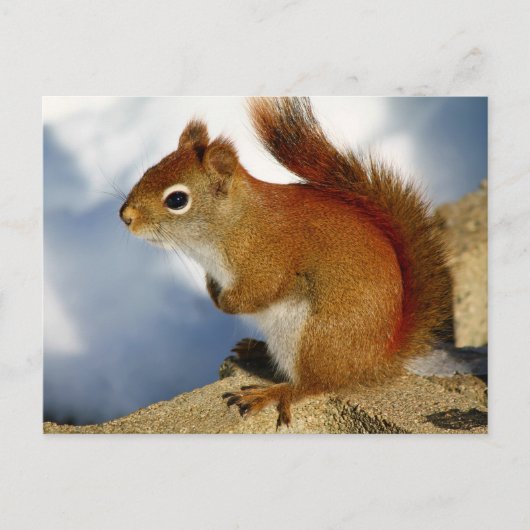 赤いリスが立ち往生したのまわりに ポストカード (正面)