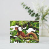 赤いリスの葉書 ポストカード (スタンド正面)