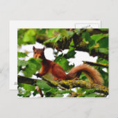 赤いリスの葉書 ポストカード (正面/裏面)