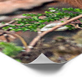 赤いリスの野生生物写真のポスター ポスター (角)