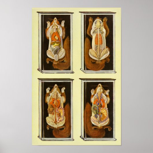 赤いリス解剖学の獣医ヴィンテージのポスター ポスター (正面)