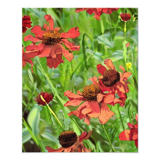 赤いルドベキアの花 フォトプリント            (正面)