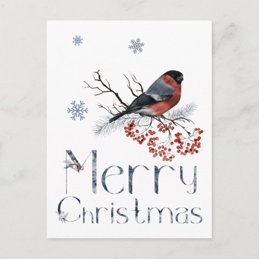 赤いロビンがナナカマドの枝に止まる ポストカード (正面)