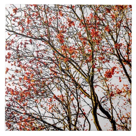 赤いローワン果実又はアッシュベリー タイル (正面)