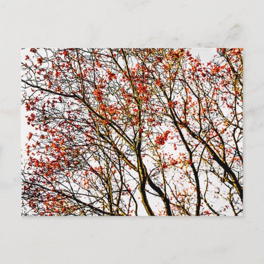 赤いローワン果実又はアッシュベリー ポストカード (正面)