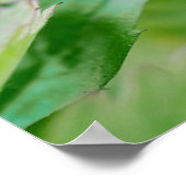赤いワイルドストロベリーがまだ育っている庭の写真 ポスター (角)