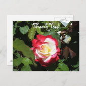 赤い先端のバルボア島のバラで感謝を伝える ポストカード (正面/裏面)
