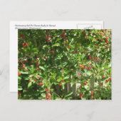 赤い円さくらんぼ ポストカード (正面/裏面)