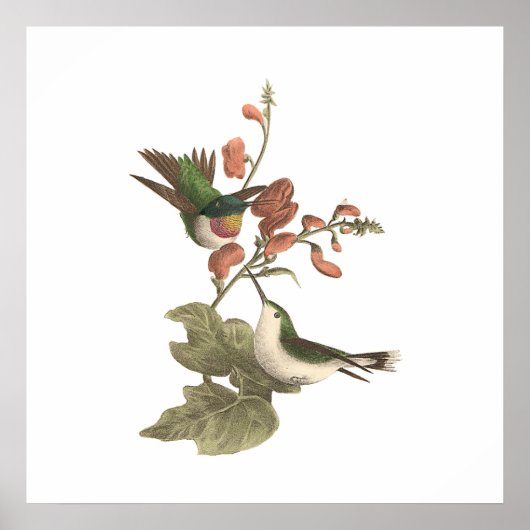 赤い喉を持った、またはルビーの喉を持ったハミングバード ポスター (正面)