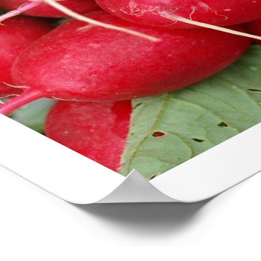 赤い大根 ポスター (角)