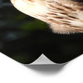 赤い威厳のある尾の鷹が下を見る ポスター (角)