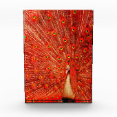 赤い孔雀が赤い羽を飾り フォトブロック (正面)