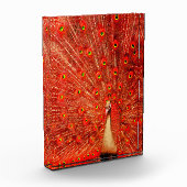 赤い孔雀が赤い羽を飾り フォトブロック (左)