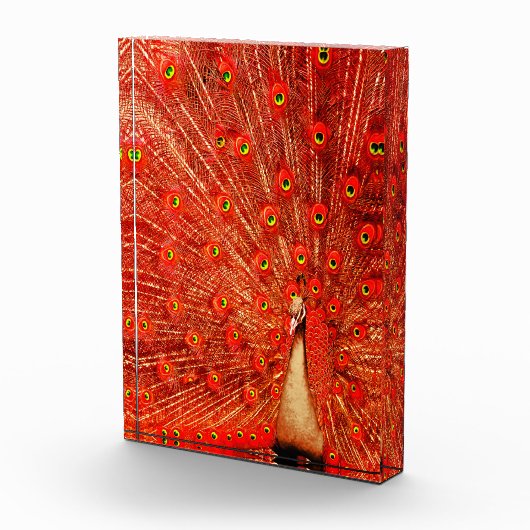 赤い孔雀が赤い羽を飾り フォトブロック (右)