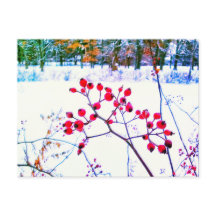 赤い実の冬のポストカード