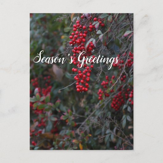 赤い実り, シーズン・グリーティング シーズンポストカード (正面)