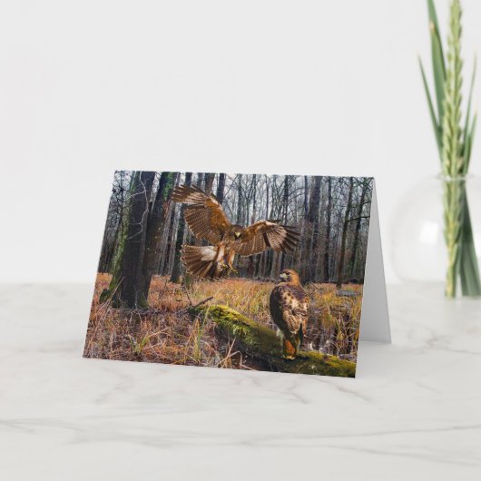 「赤い尾を持つタカ」グリーティングカード カード (正面)