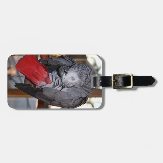 赤い尾を搭載する適用範囲が広いコンゴのアフリカ灰色のオウム ラゲッジタグ (正面横)