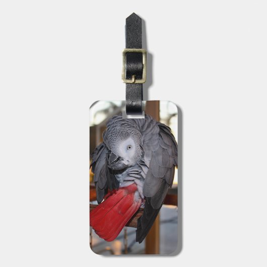 赤い尾を搭載する適用範囲が広いコンゴのアフリカ灰色のオウム ラゲッジタグ (正面縦)