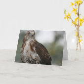 "赤い尾タカ"の鳥の写真の挨拶状 カード (黄色い花)