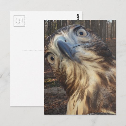 赤い尾タカ ポストカード (正面/裏面)