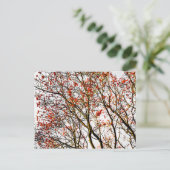 赤い山茱萸の実または灰の実 ポストカード (スタンド正面)