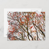 赤い山茱萸の実または灰の実 ポストカード (正面/裏面)