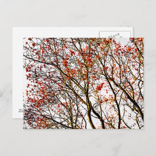赤い山茱萸の実または灰の実 ポストカード (正面/裏面)