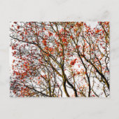 赤い山茱萸の実または灰の実 ポストカード (正面)