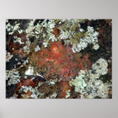 赤い岩のポスターに登場する緑の苔&地衣類 ポスター (正面)