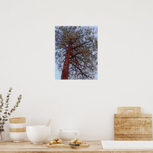赤い幹の松 ポスター (キッチン)