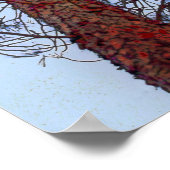 赤い幹の松 ポスター (角)