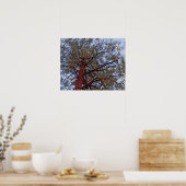 赤い幹を持つ松(詳細) ポスター (キッチン)