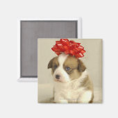 赤い弓を着た子犬 マグネット (正面/裏面)