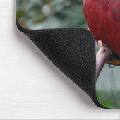 赤い折衷性オウム マウスパッド (コーナー)