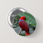赤い折衷性オウム 缶バッジ (正面&裏面)