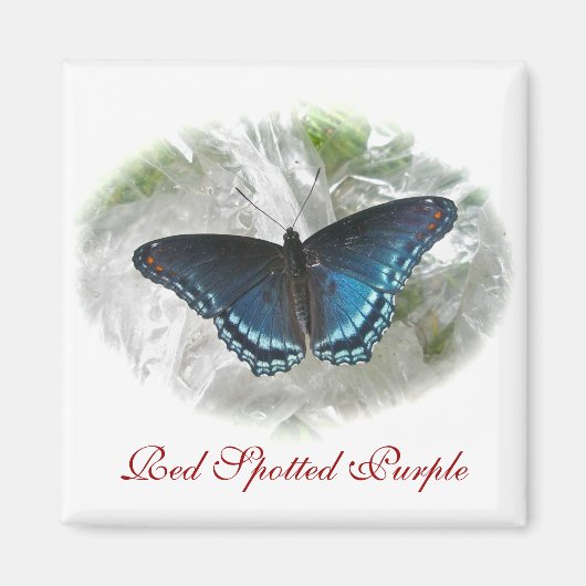 赤い斑点のある紫の蝶磁石 マグネット (正面)