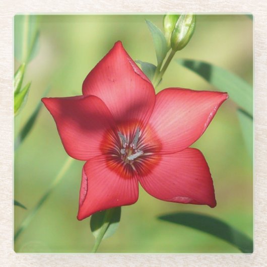 赤い星の花 緑の葉 ガラスコースター (正面)