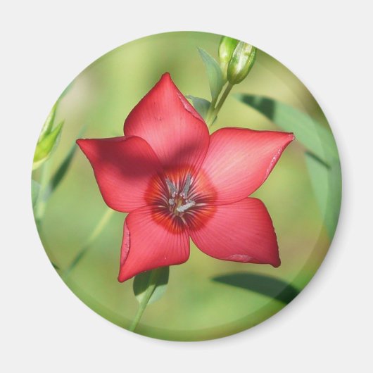 赤い星の花 緑の葉 マグネット (正面)