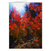 赤い木、すべての行事空白のグリーティングカード (正面)