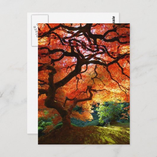 赤い木 ポストカード (正面/裏面)