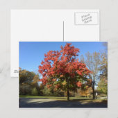 赤い木 ポストカード (正面/裏面)