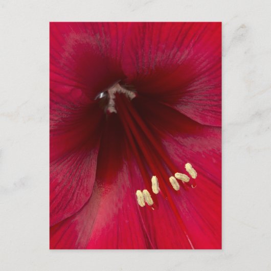 赤い杜鵑の花のクローズアップ ポストカード (正面)