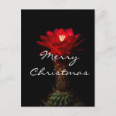 赤い松明サボテンの花、メリークリスマス シーズンポストカード (正面)